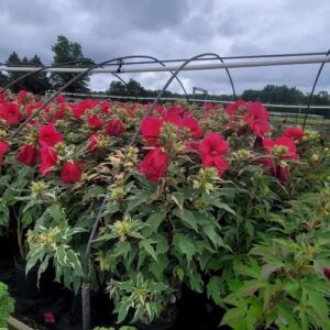 Perennials