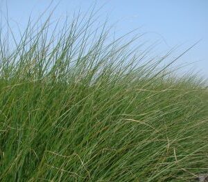 Grasses